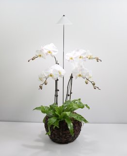 SUNLiTE LED Pflanzenleuchte 7W weiß