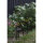 StarTrading LED-Solarstäbe Firework IP44